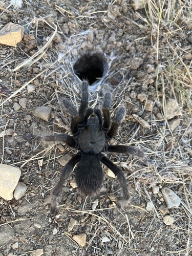 iNaturalist observation photo of Steindachner's Ebony Tarantula