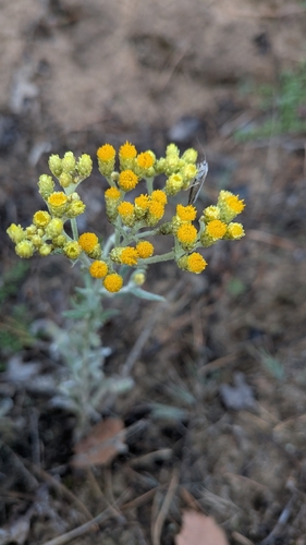 Dwarf Everlasting