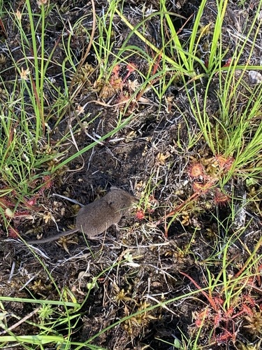 Masked Shrew observed by pierrette_janes