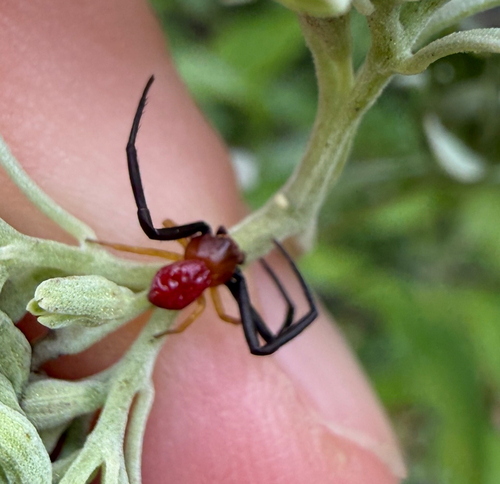 White-banded Crab Spider