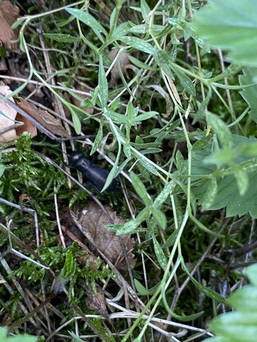 European Field Cricket