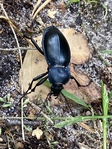 smooth ground beetle