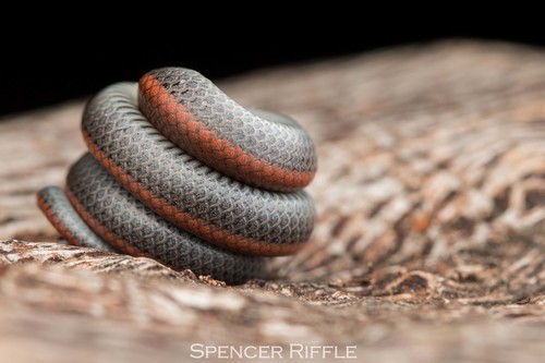 Common Sharp-tailed Snake