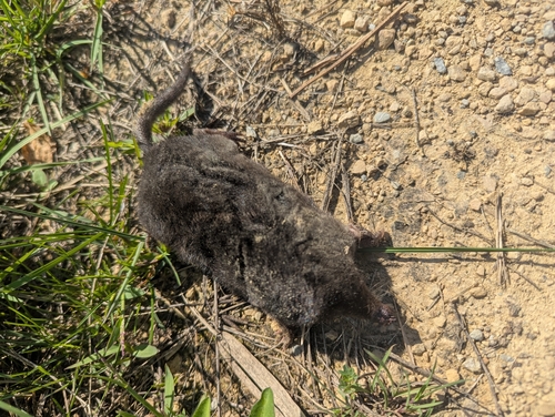 Star-nosed Mole observed by jason_mccullough
