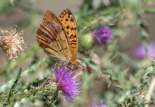 Pallas's Fritillary