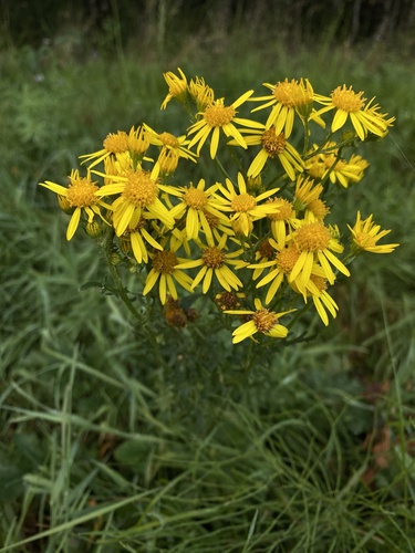 ragwort