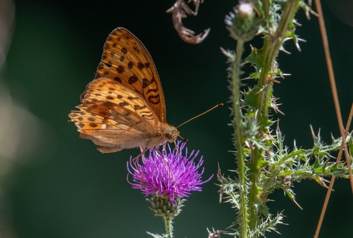 Pallas's Fritillary