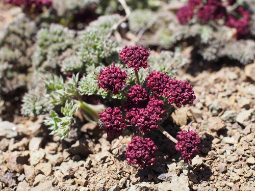 Lomatium cuspidatum (J.M.Coult. & Rose) Mathias & Constance