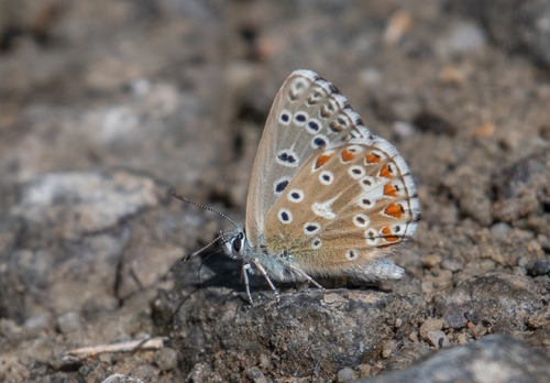 Adonis Blue