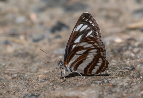 Pallas' Sailer