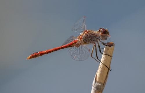 Vagrant Darter
