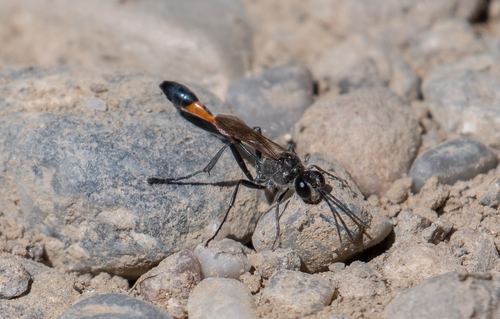 Red-belted Sand Wasp