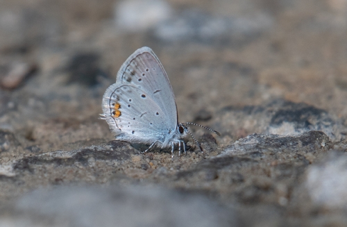 Short-tailed Blue