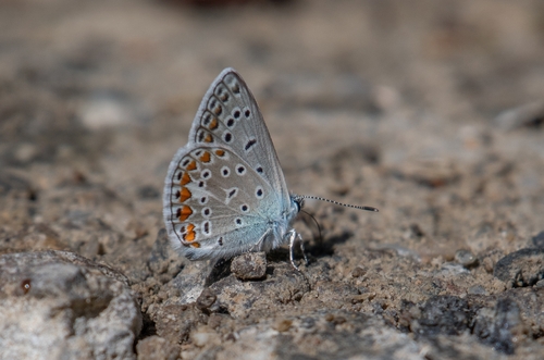 Common Blue