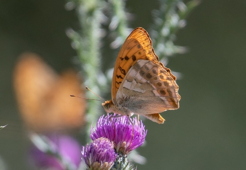 Silver-washed Fritillary