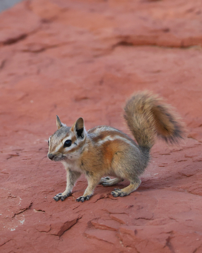 Hopi Chipmunk observed by spadefootfrog