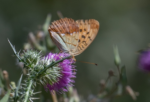 Pallas's Fritillary