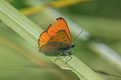 Large Copper