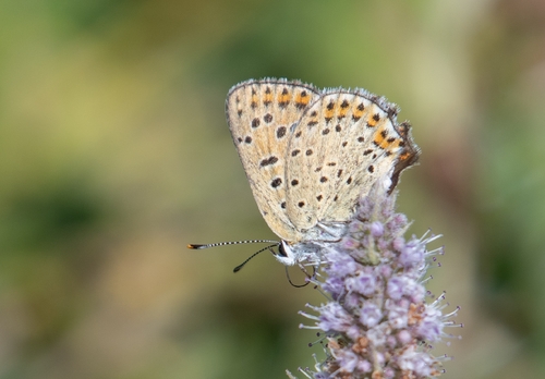Sooty Copper