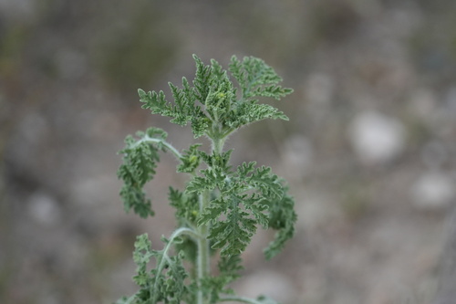 Ragged Marsh-Elder