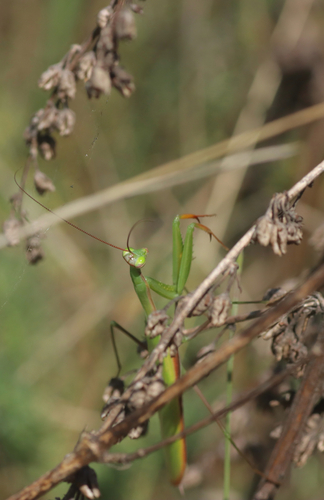 European Mantis
