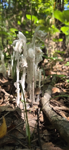 Ghost Pipe