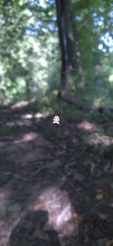 Spined Micrathena