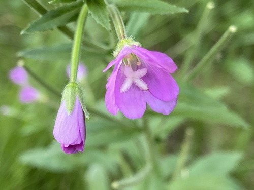 Great Willowherb