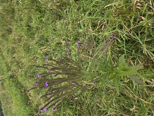 blue vervain