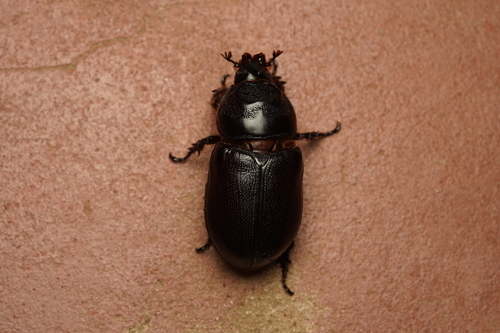 Coconut Rhinoceros Beetle