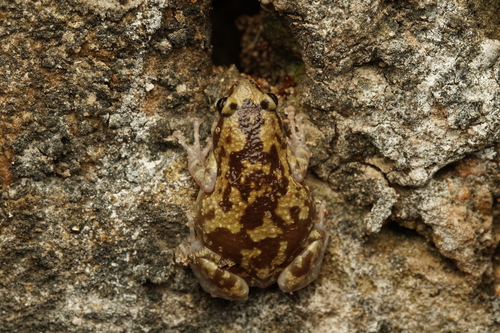 Rohan's Globular Frog