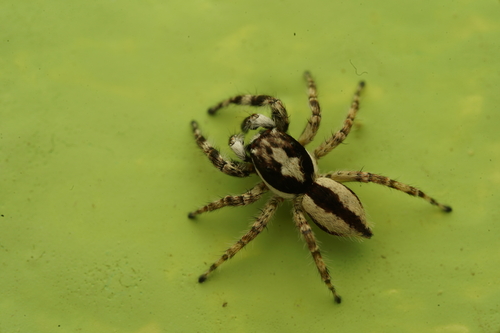 Gray Wall Jumping Spider