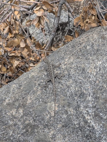 iNaturalist observation photo of Western Fence Lizard