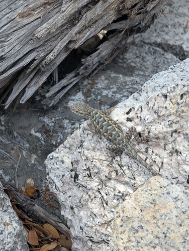 iNaturalist observation photo of Western Fence Lizard
