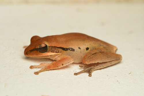 Chunam Tree Frog