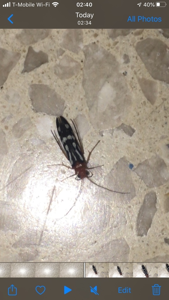 Chimarra albomaculata from Puerto Rico, Villalba, PR, US on May 11 ...
