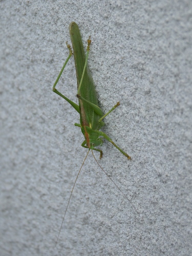 Great Green Bush-cricket