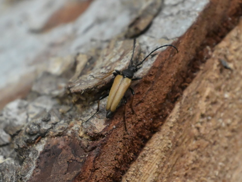 Red Pine Longhorn Beetle