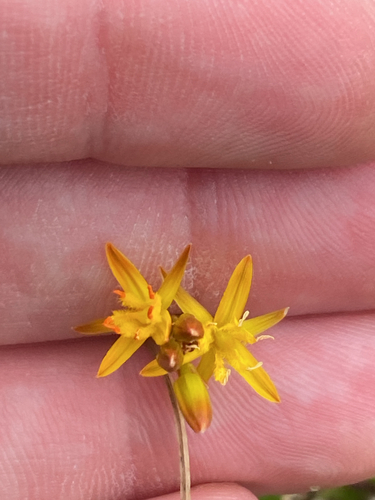 bog asphodel