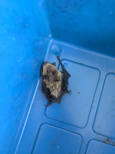 Little Brown Bat observed by benjamin94