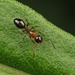 Camponotus vitiosus - Photo (c) 豆豆, todos los derechos reservados, uploaded by 豆豆