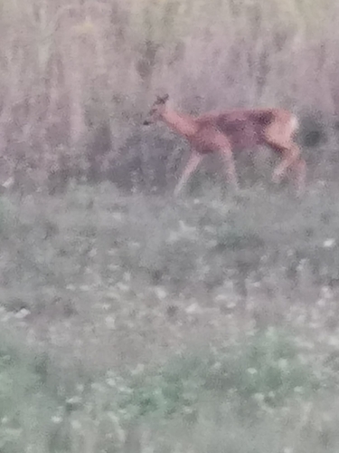 Western Roe Deer