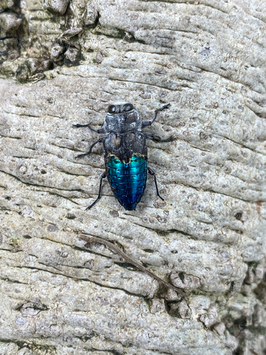 Merkel Buprestid