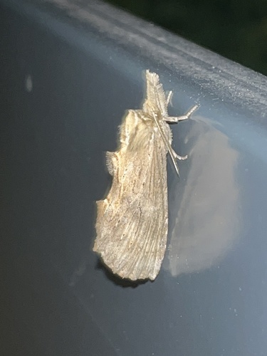 Pale Prominent