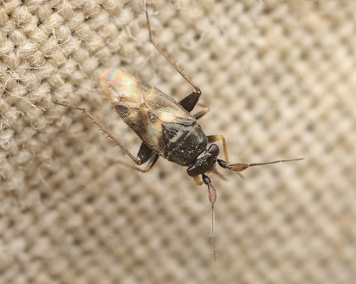 White-marked Fleahopper