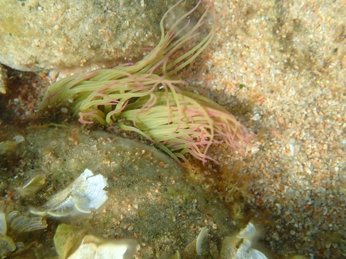 snakelocks anemone