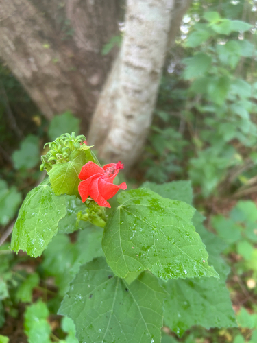Turk's cap