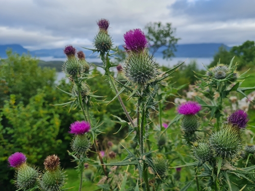 Bull Thistle