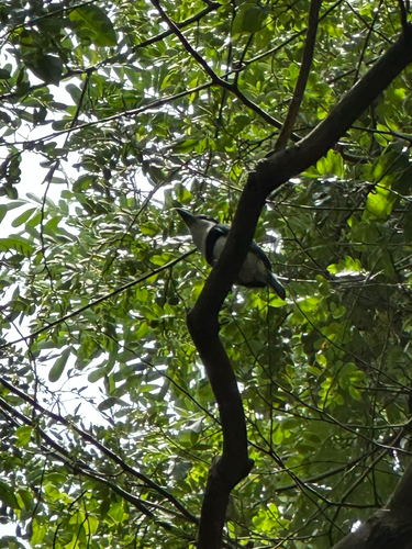White-necked Puffbird