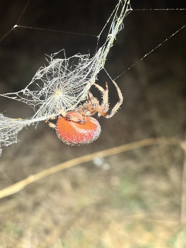 Four-spot Orbweaver